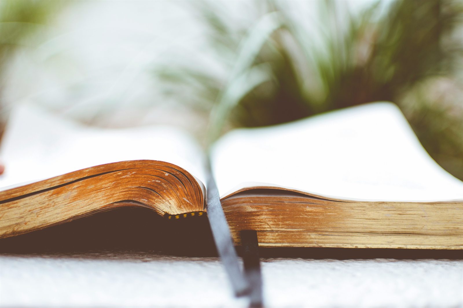 Open Bible in natural light, representing GCF faith and formation